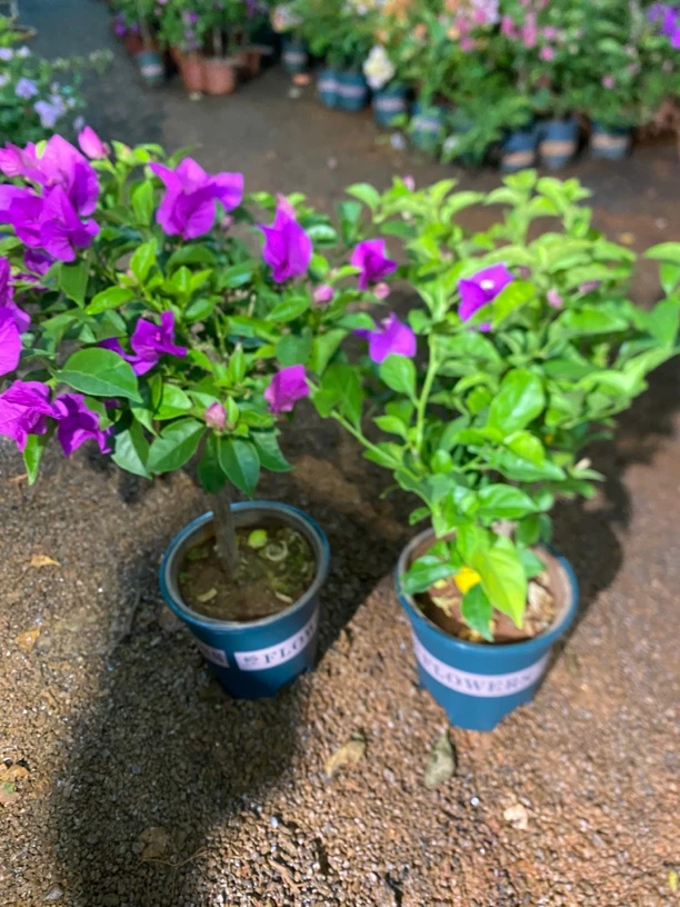 安格斯云南紫带盆带土发货（运输过程中掉花落叶正常情况介意慎拍）