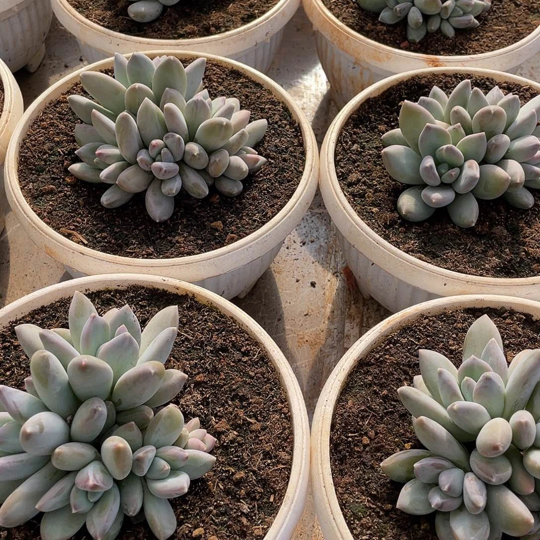 三色美人群生14厘米可挑