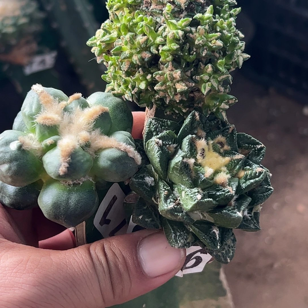 无花朵福利三颗牡丹606