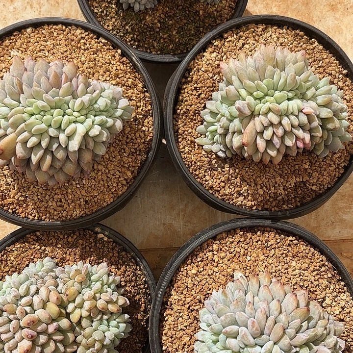 星影缀化模特发货（拍满18发货、偏远地区不包邮）