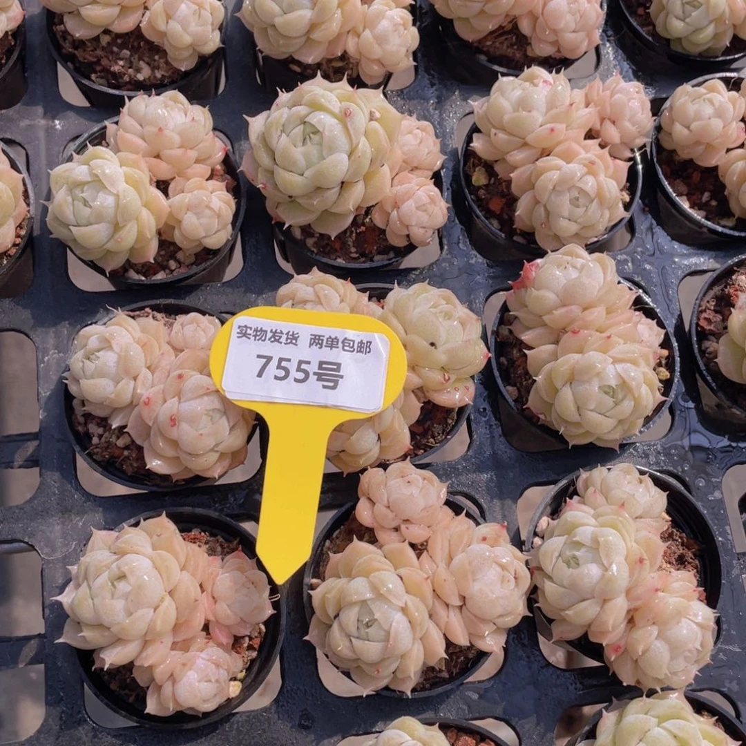 755号珍妮白麦秆群生一个不包整