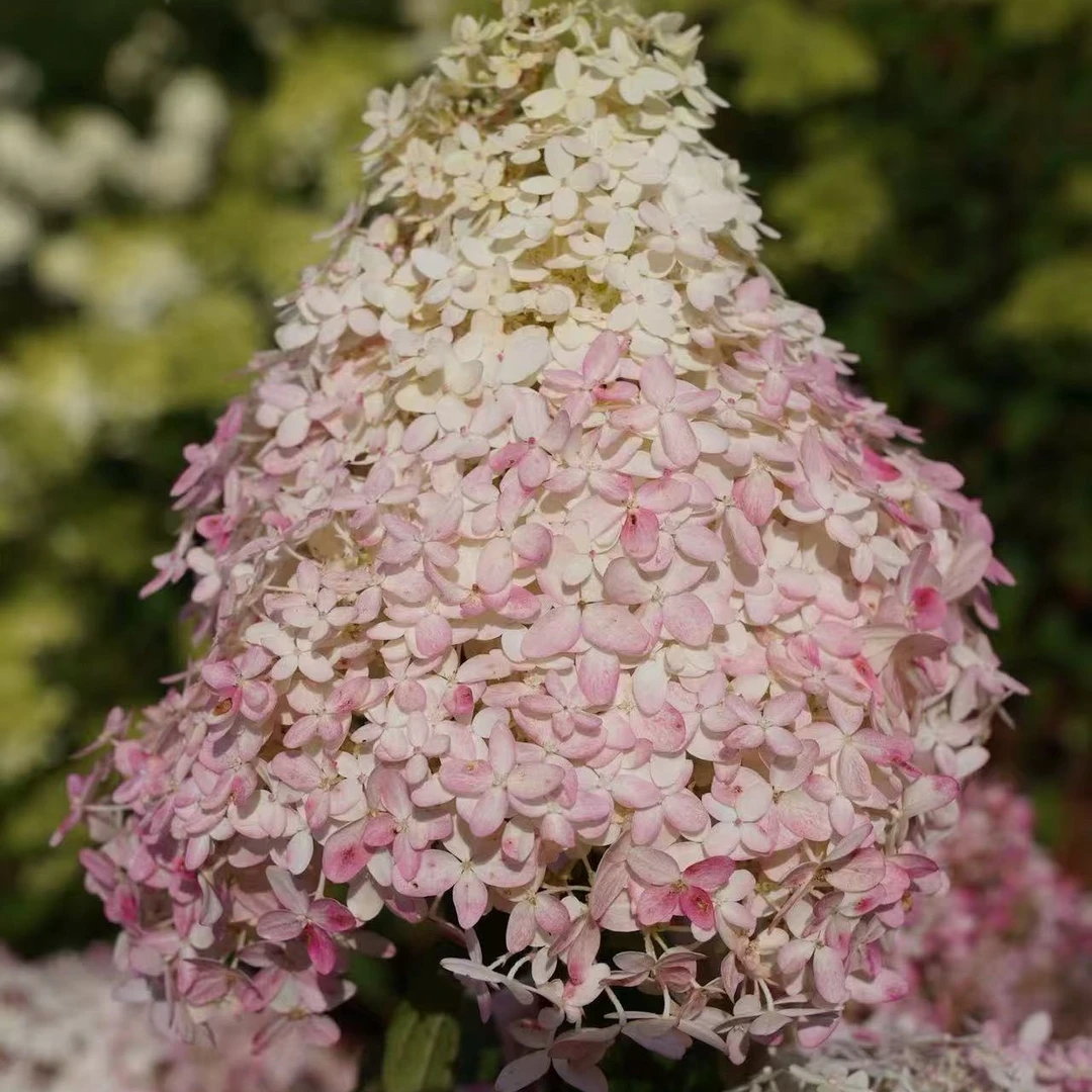红宝石灯塔 圆锥绣球 初开白色后期会变粉 5加（焦）带花苞发货