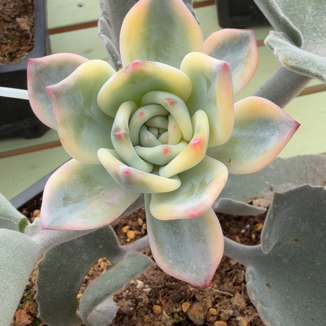 伊丽莎白锦带腹轮侧芽