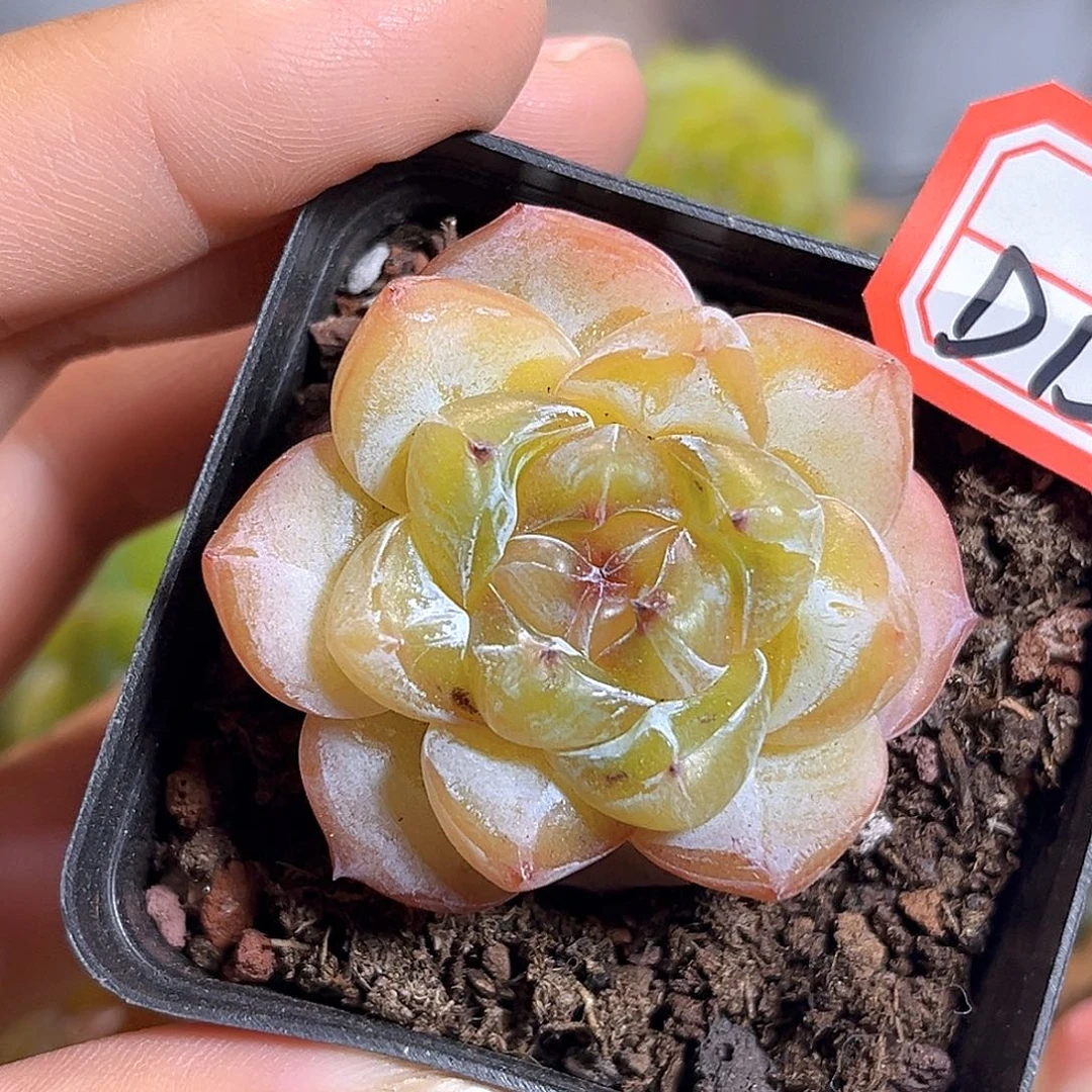 D152 一物一拍 落梨