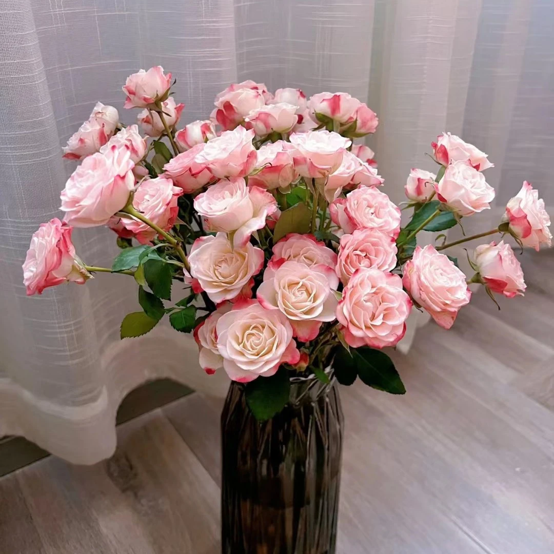 [五枝]折色多头泡泡 浙江金华发货今天下单 明天送达