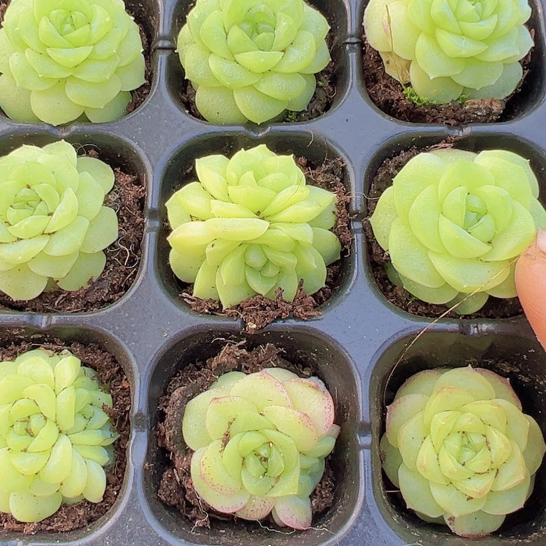 化水色麦秆4颗19包邮