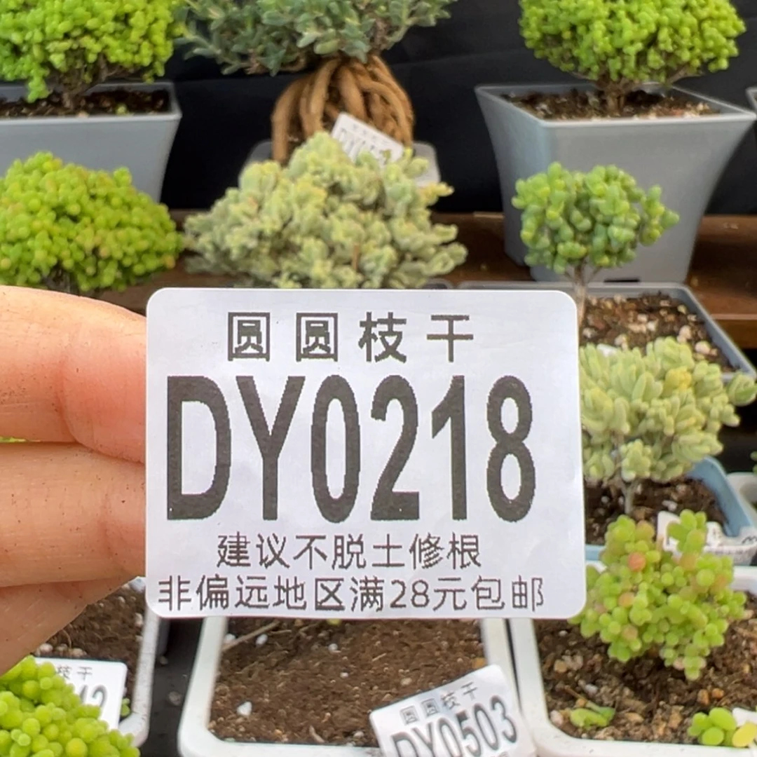 【闪购商品】咩****)dy0218小白菜预付2
