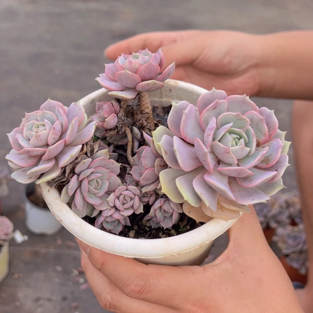 粉蝶多头群生老桩，160杯