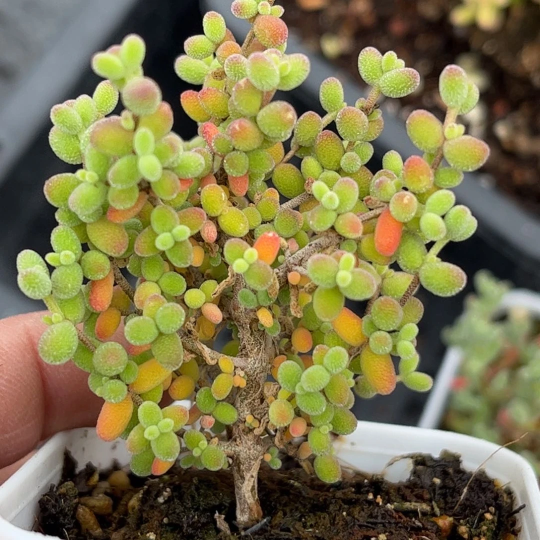 33葡萄米优选枝干