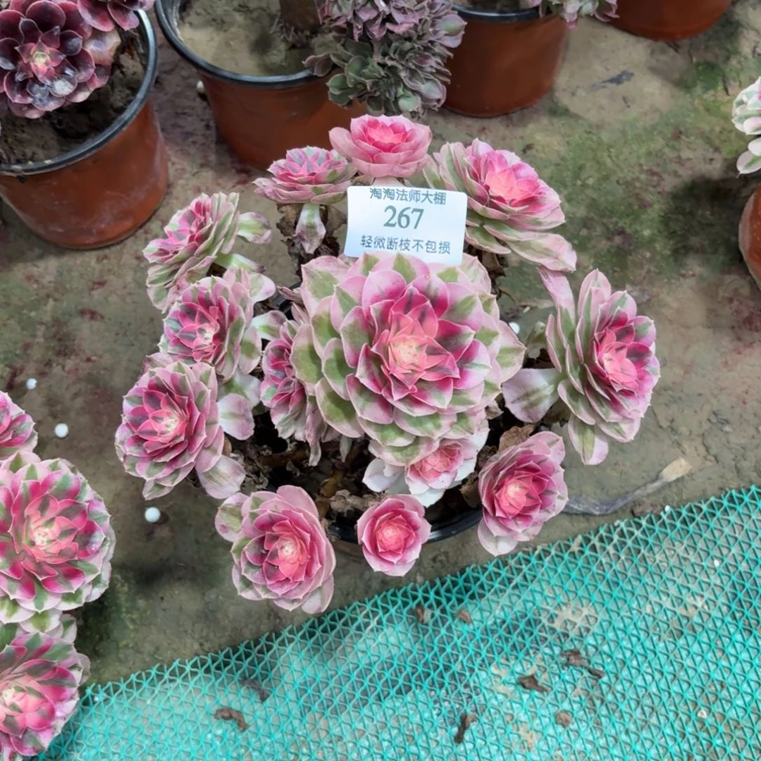 267倾城多肉植物法师