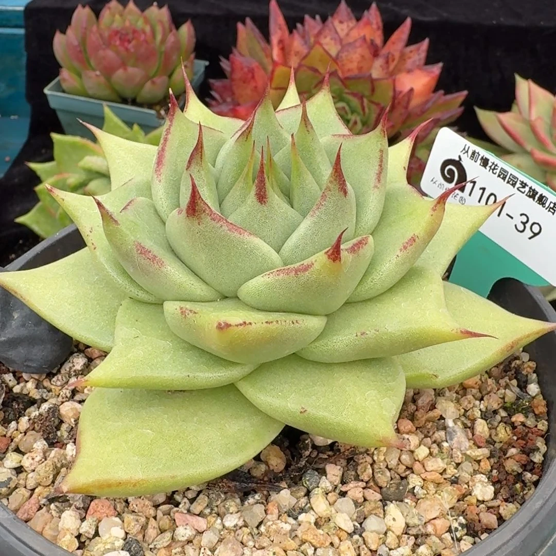 从前慢多肉精选编号1101.39