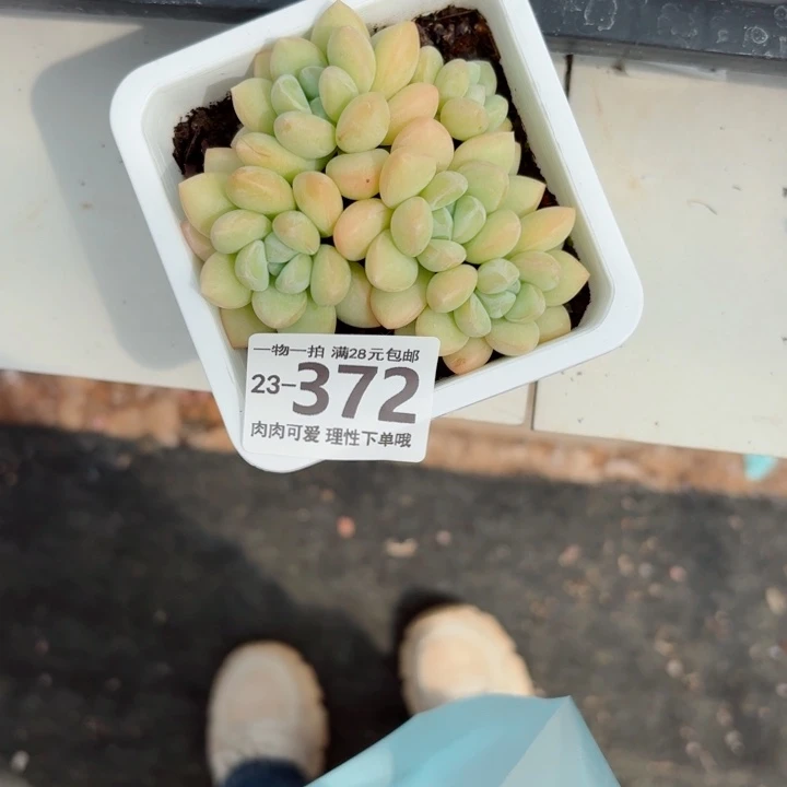 泡泡糖多肉无盆土发货无