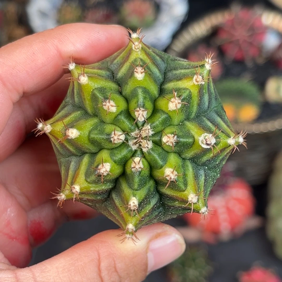 泰系米哈乌贼后代实生102