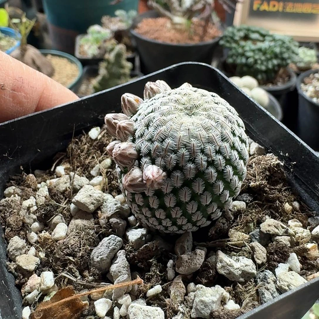 零***3101白斜子带盆发货