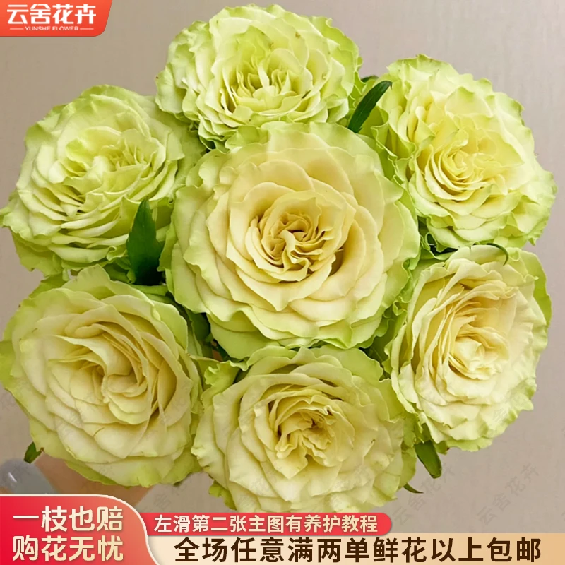 【云舍花卉】【上官婉儿】单头玫瑰 全场任意满两单及以上鲜花包邮