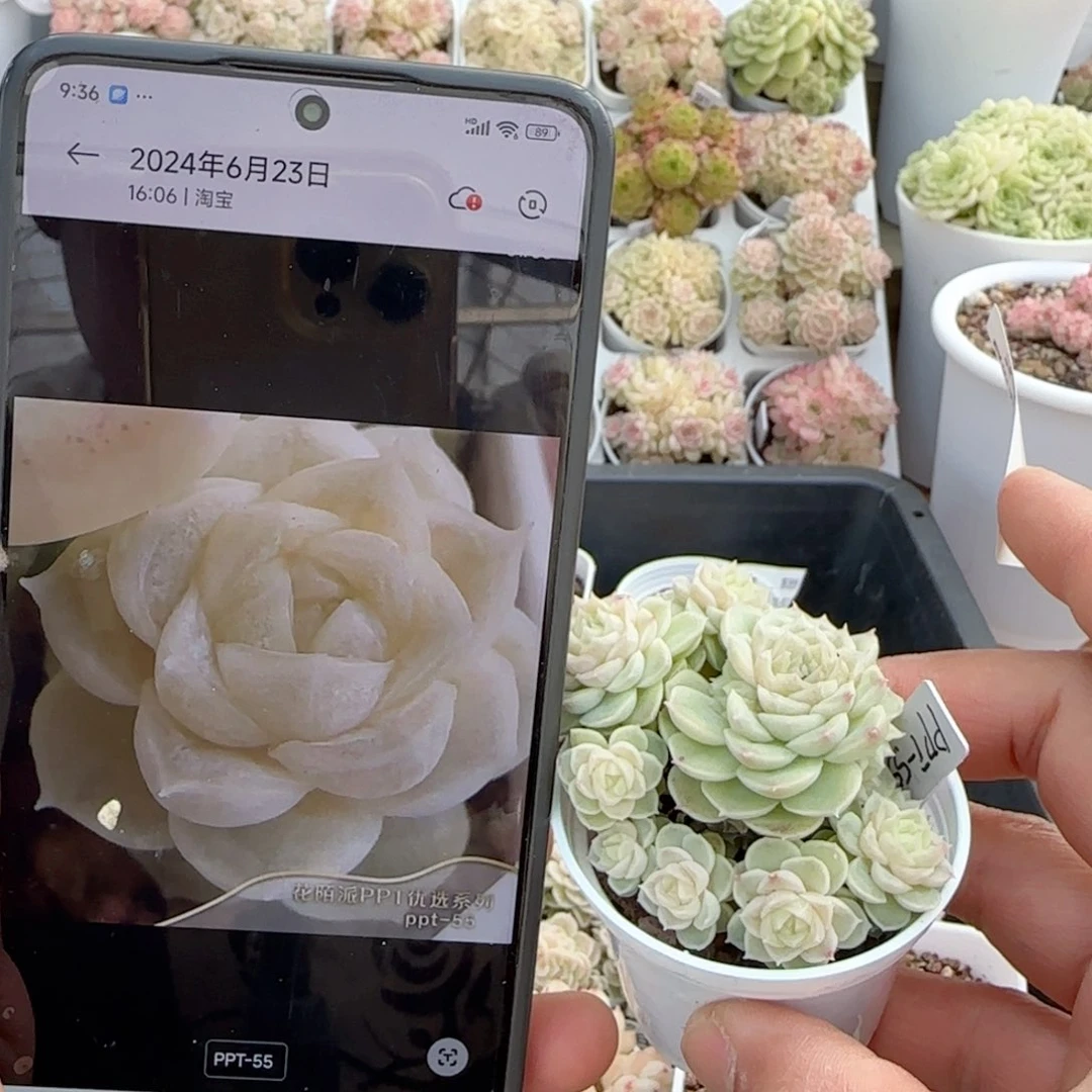 【闪购商品】0121-21（ppt-55）