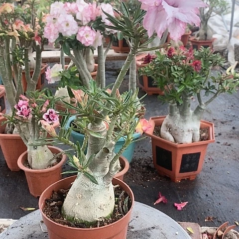 【闪购商品】无花朵用****1绿植