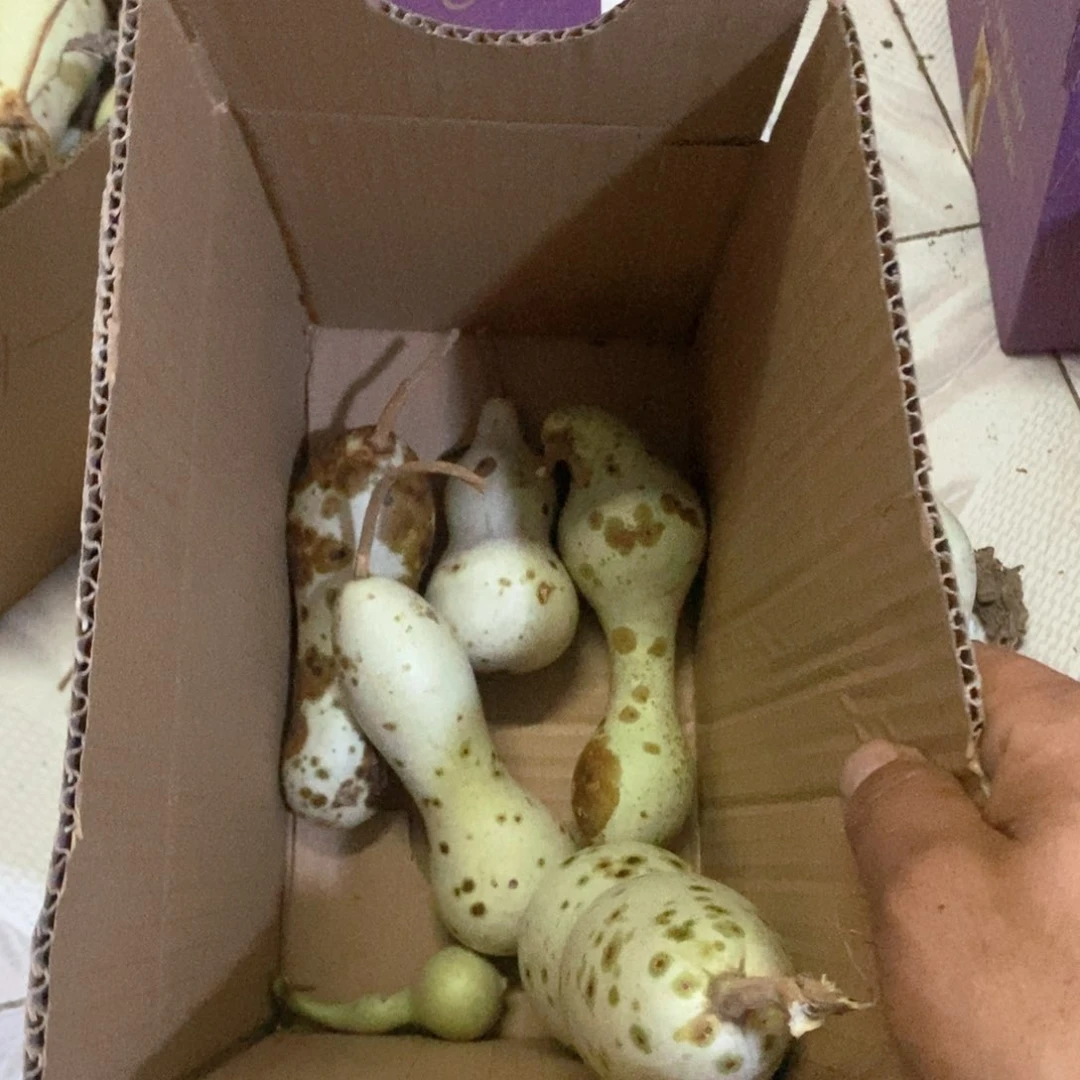 乐****团文玩葫芦青皮葫芦
