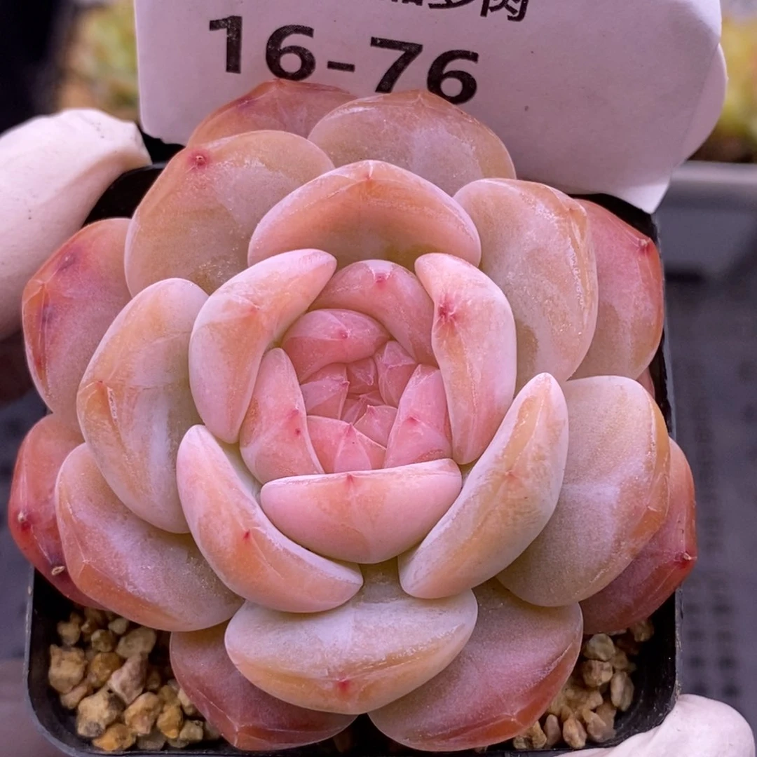 【闪购商品】16-76