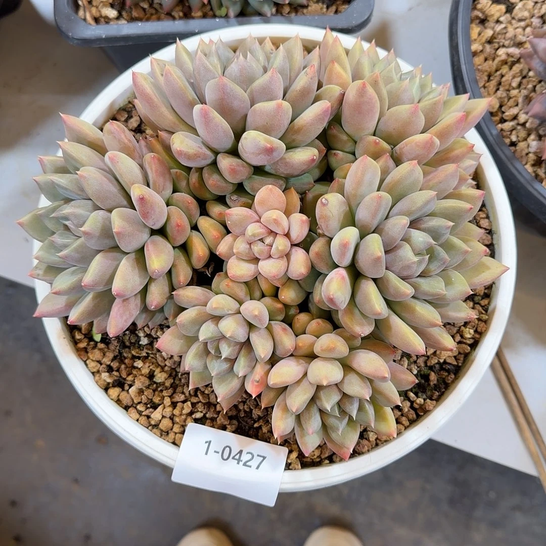 0427红象牙多肉植物