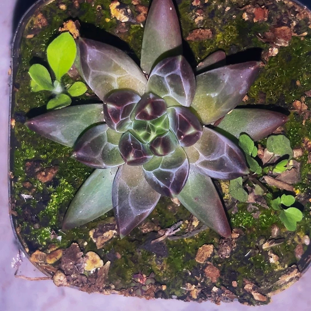 桔云多肉美人精品系列