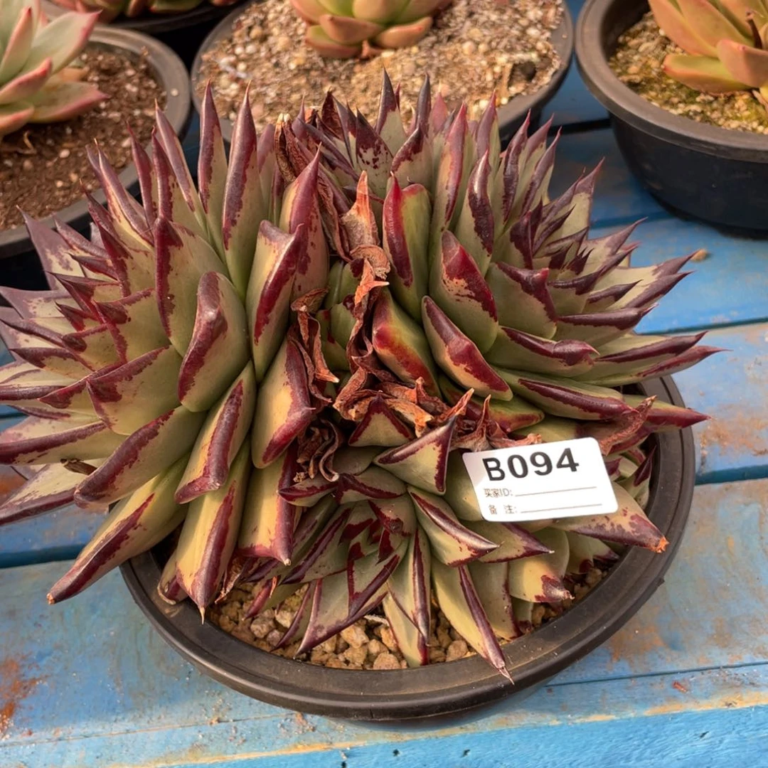 无花朵若如东云组拍E094