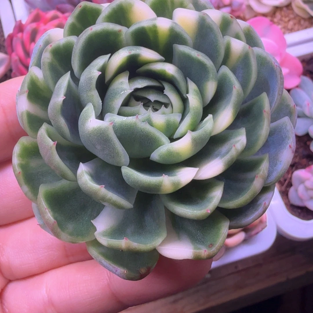 无花朵彩虹贝瑞拉丝