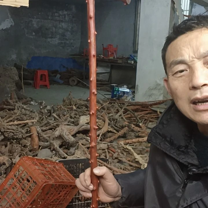 稳定木贵州檬子木   铁马鞭   根艺  半成品