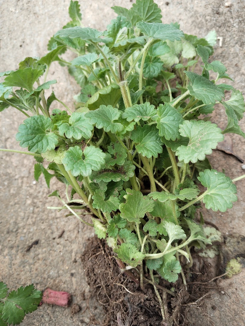 新鲜野生透骨草驳骨消铜钱草遍地香连钱草易活20棵易活