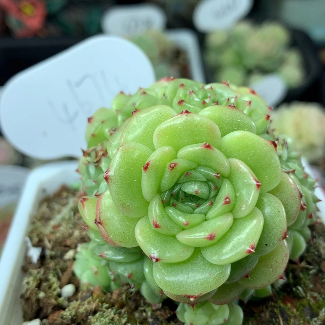 定繁珍妮麦秆群4674