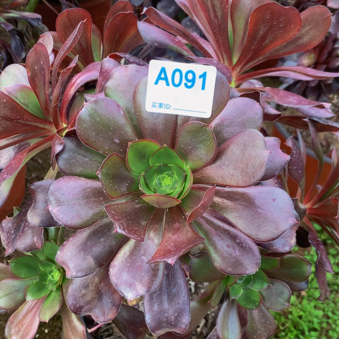 【闪购商品】91巫毒多肉