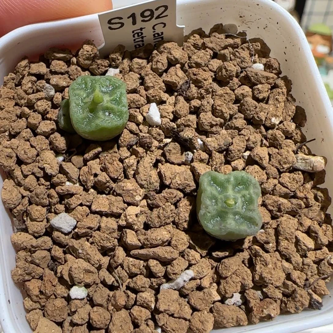 肉锥多肉植物组合-方烧一盆1153