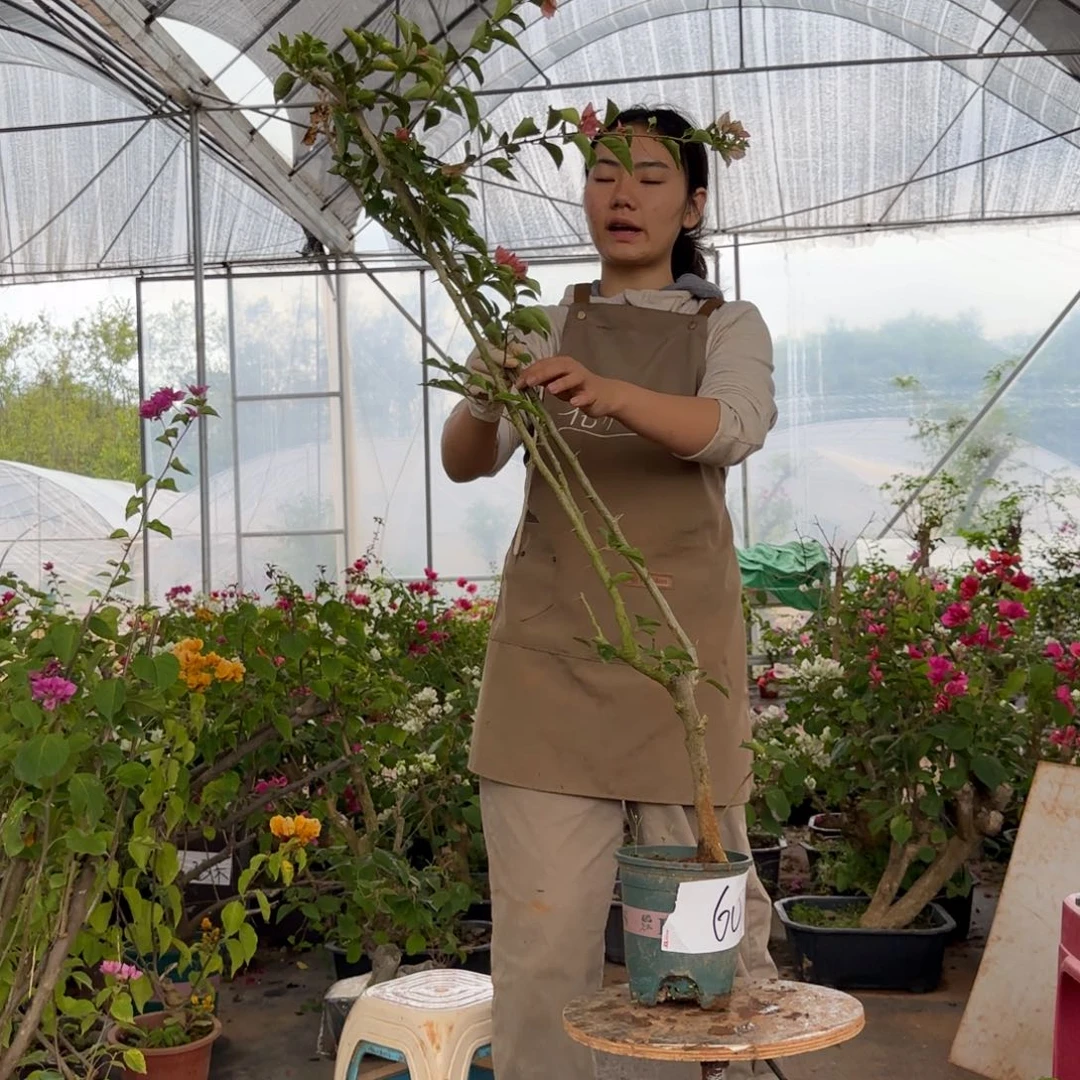 大部分花苞少量开放卡亚塔 60