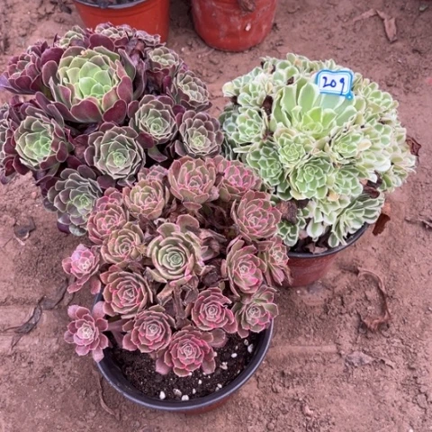 209多肉植物组合,