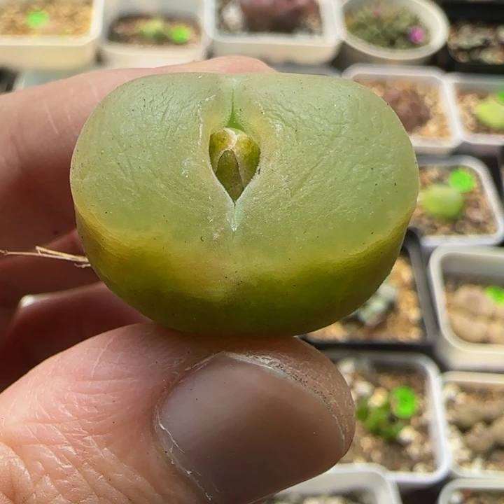 2.3漂亮多肉植物116
