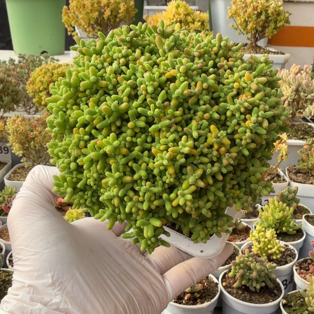 A852蜜橘糖球尺寸12厘米福利