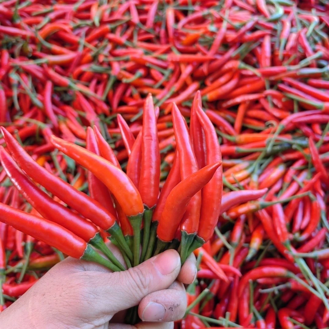 正宗农家新鲜小米椒红辣椒朝天椒指天椒泡椒产地直发新鲜包邮