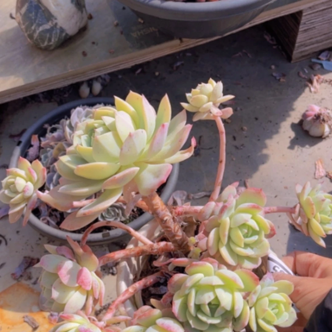 【闪购商品】恋曲1385