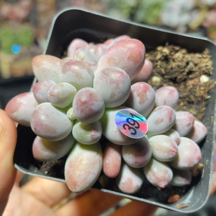 桃花奶酪多肉植物