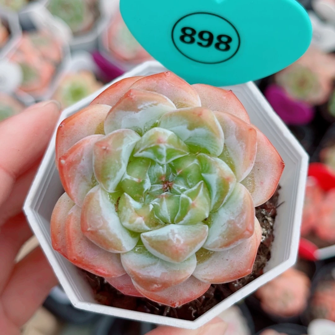 898号小老桩糖心群5头