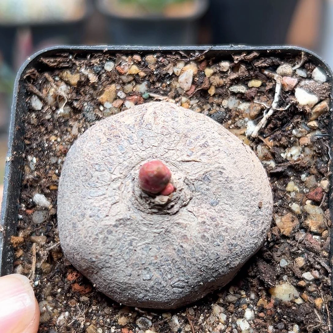 无花朵玫瑰大戟母本实生4.3CM