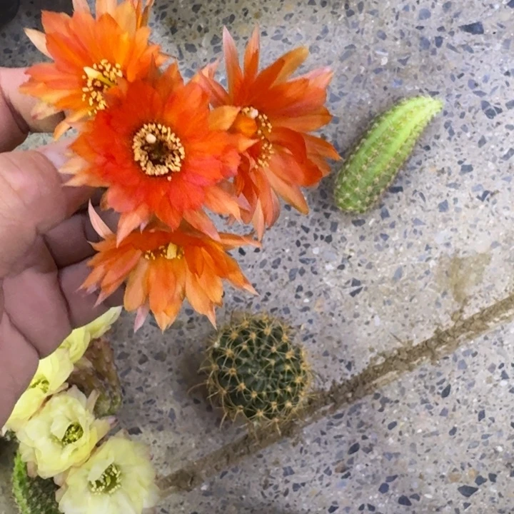 236白檀西班牙阳光3个无根侧牙小，20包邮