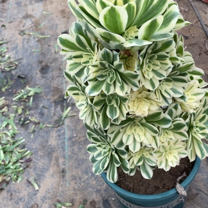 迈巴赫多肉植物多肉多肉55