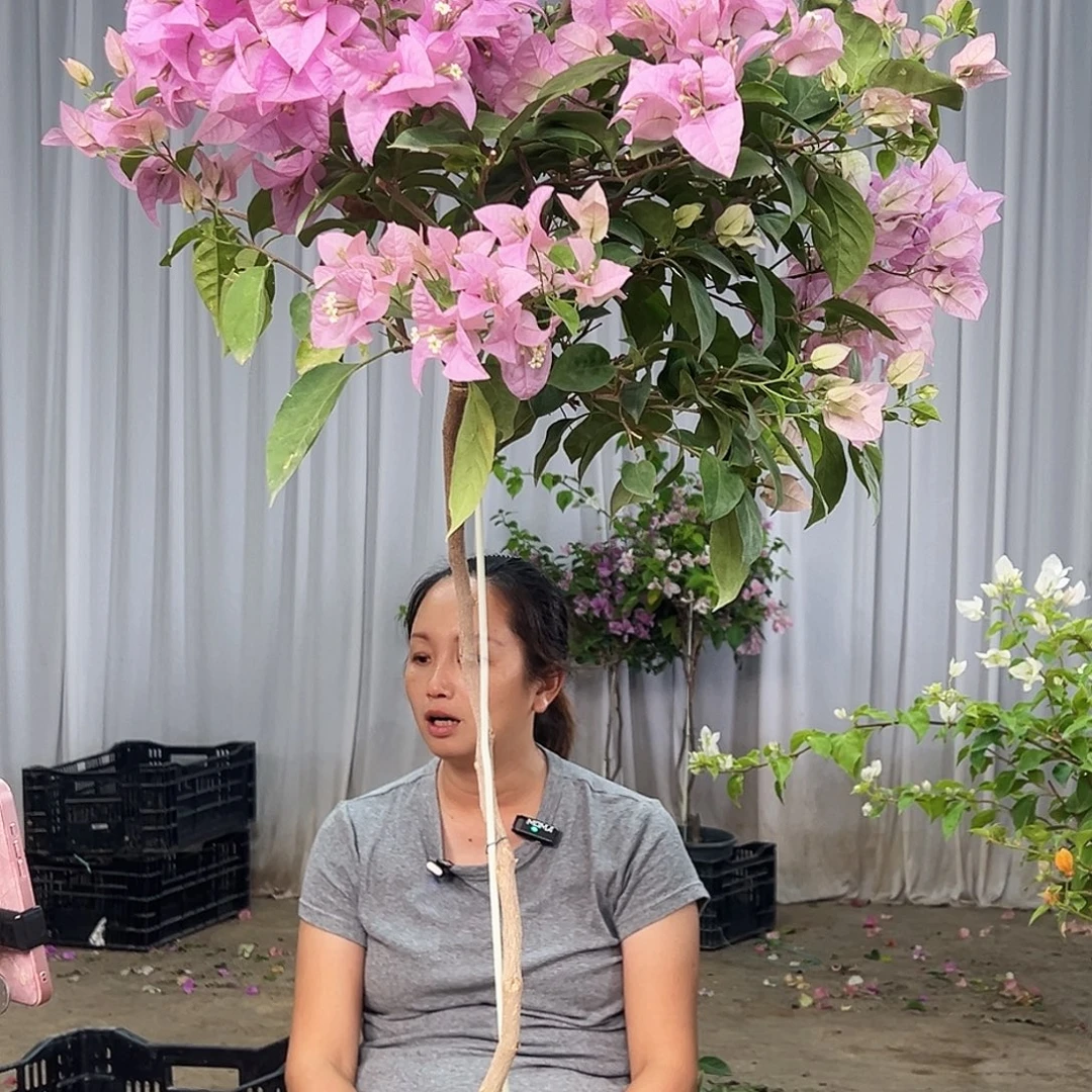 小***。大部分花苞少量开放L17赛佛里