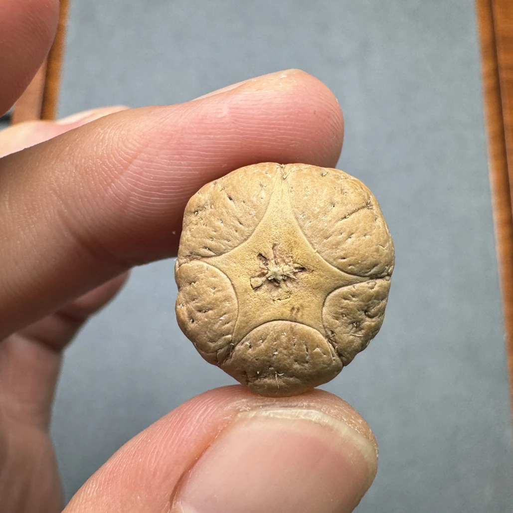 特价20+五星上将菩提凤眼菩提三通佛头，非质量问题开孔不退cj2500