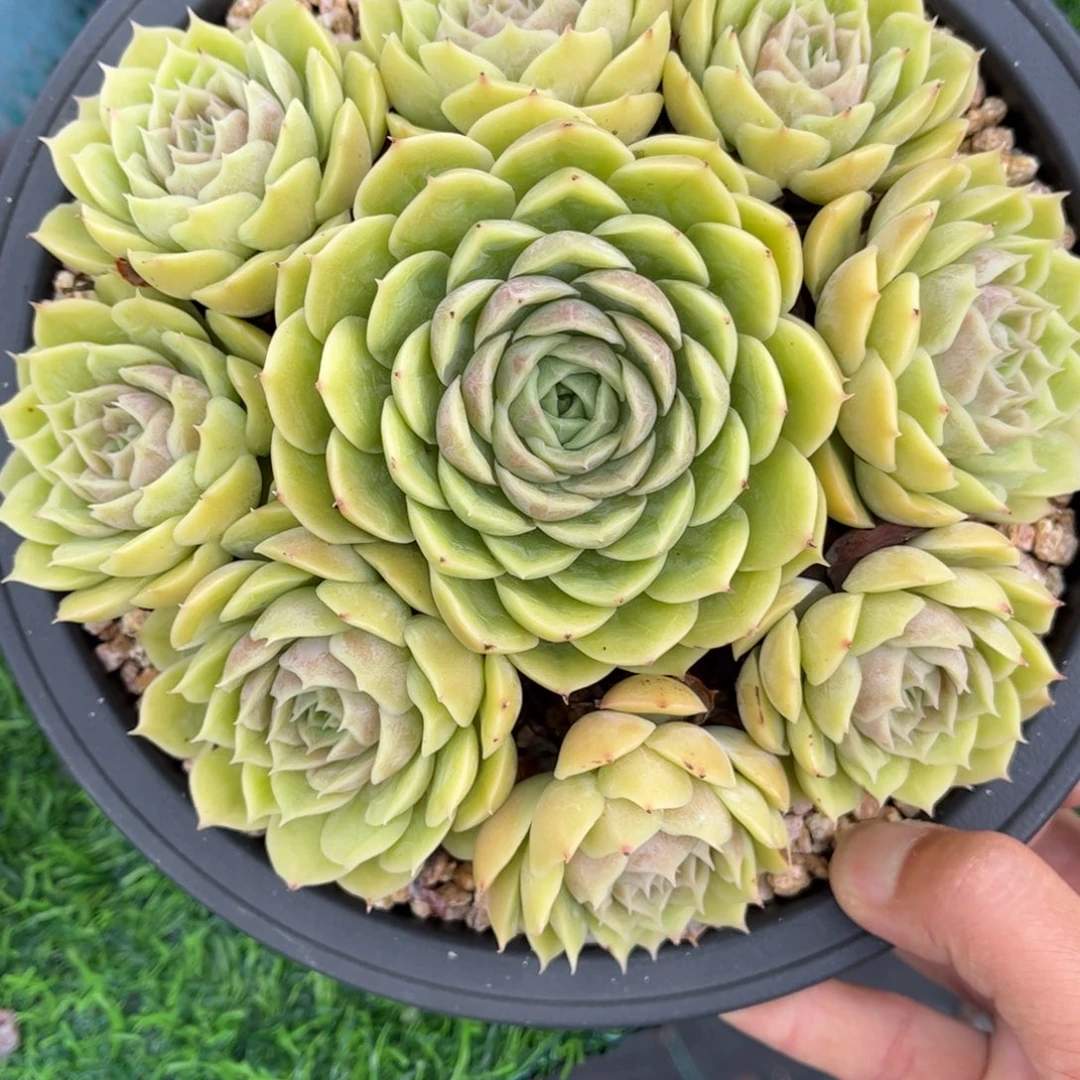 遇***8多肉植物1500……………