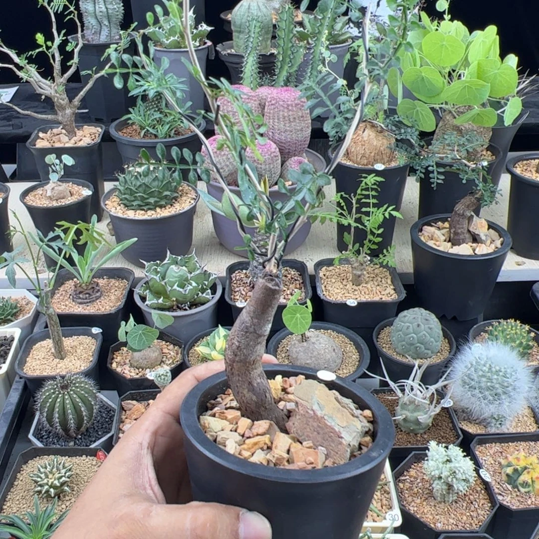 象足漆树根插一物一拍带盆发
