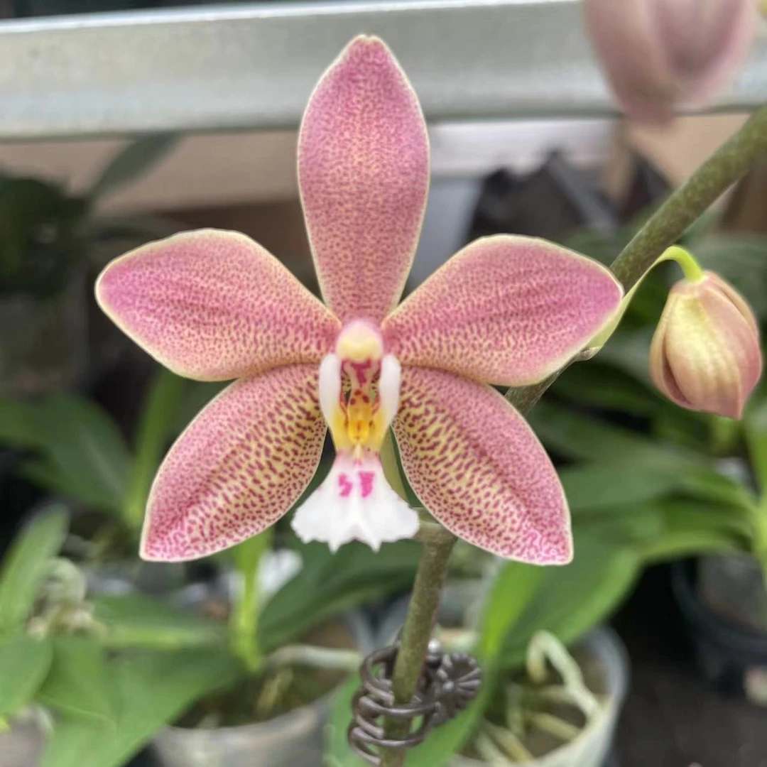 2.5寸 西交黑曼尼 Phal. Bronze Maiden-苗 叶瑕少根 珍奇蝴蝶兰