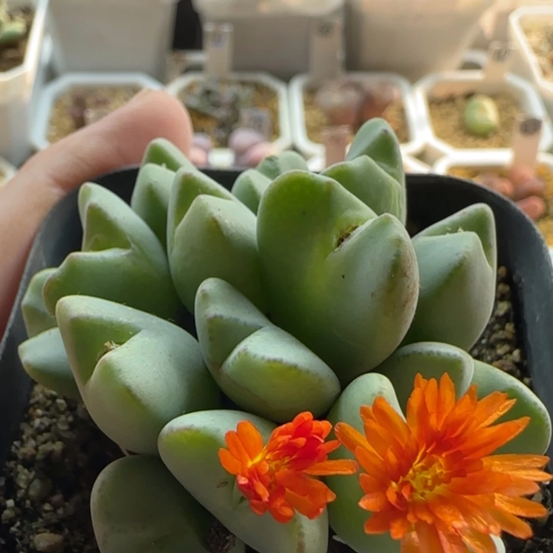 【闪购商品】20969