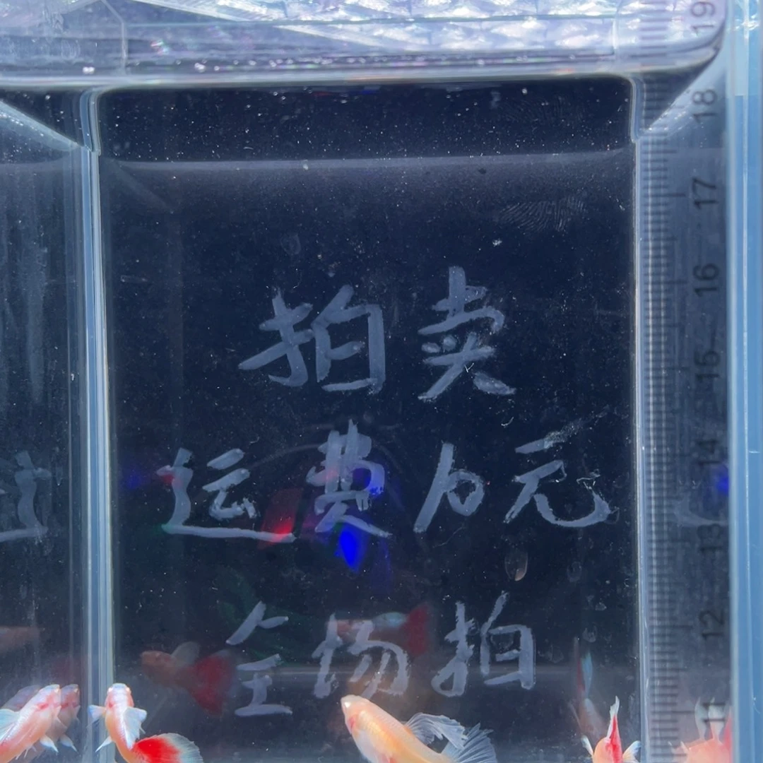 孔雀鱼蓝白飞船火烧云公鱼三条配蓝白大C母鱼一条